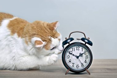 Masada eski bir çalar saatle oynayan komik tekir kedi..