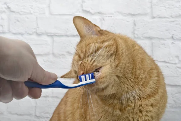 Lustige Ingwerkatze Bekommt Ihre Zähne Von Ihrem Besitzer Geputzt — Stockfoto