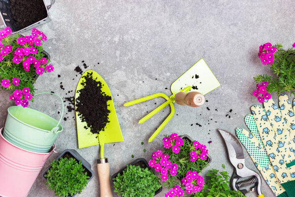 Садовые инструменты, горшки и весенние цветы на сером каменном столе. Весна на фоне концепции сада со свободным текстовым пространством (вид сверху, плоская кладка)).