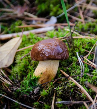 bay bolete