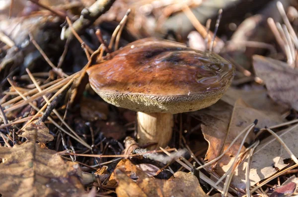 湾の bolete — 图库照片