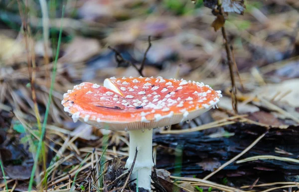 Amanita — Stock fotografie