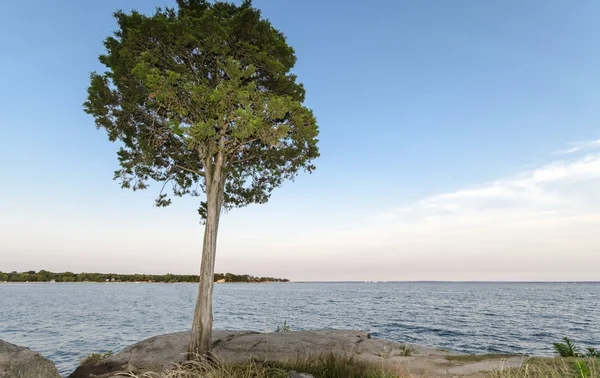 Árbol y océano — Foto de Stock