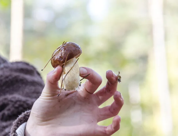 等概率圆蘑菇 — 图库照片