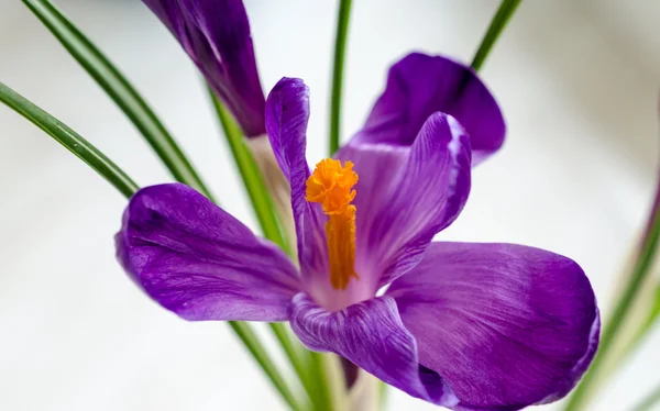 Crocus — Stock Photo, Image