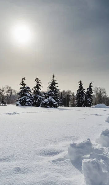 Firs en el parque de nieve — Foto de Stock