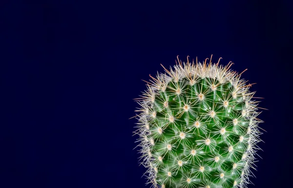 Cactus, sfondo blu — Foto Stock