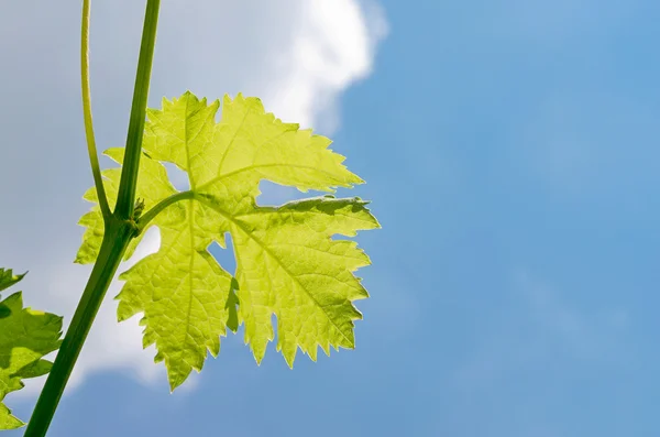 Hoja de uva — Foto de Stock