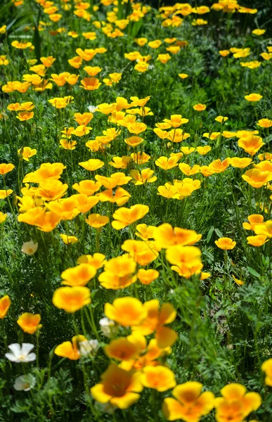 California poppy flowers (Eschscholzia californica) — Stock Photo, Image