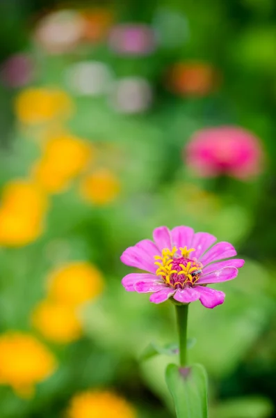 Zinnia — Stock Photo, Image