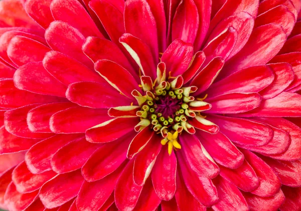Червона квітка крупним планом — стокове фото
