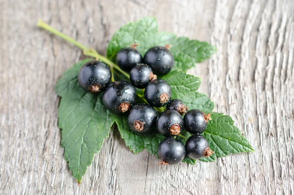 Grosella negra — Foto de Stock