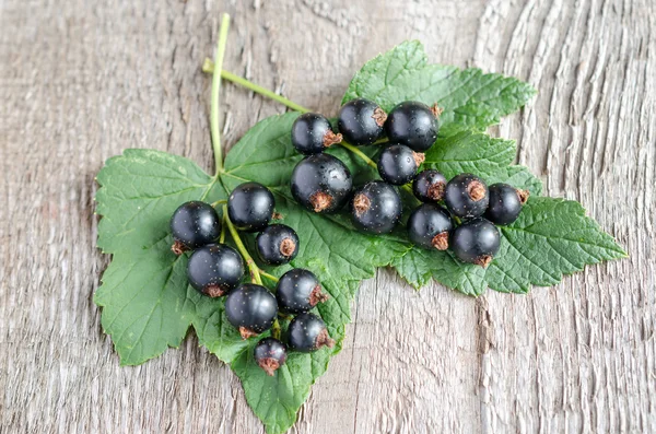 Grosella negra — Foto de Stock