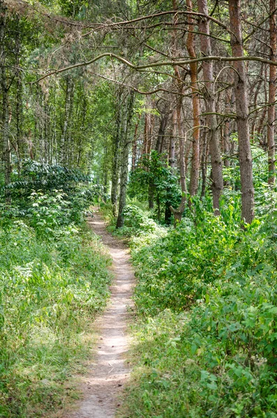 Footpath in summer forest — Stock Photo, Image