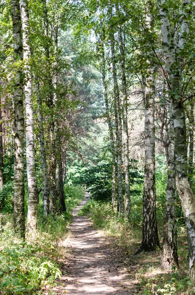 Vandringsled i sommar skog — Stockfoto