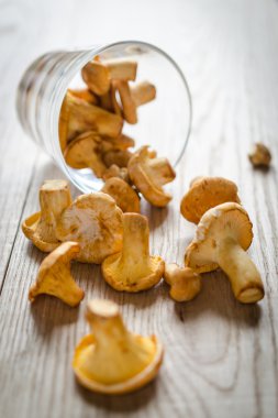 taze chanterelles