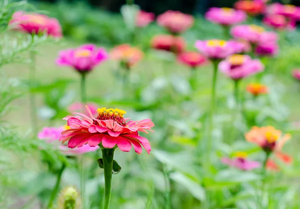 Zinnia flowers — Stock Photo, Image