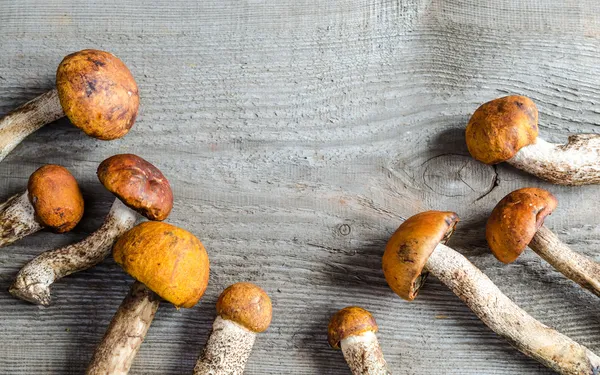 Orange-cap boletus mushrooms — Stock Photo, Image