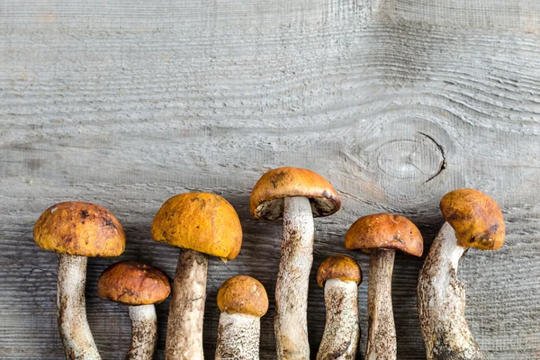 Orange-cap boletus mushrooms — Stock Photo, Image
