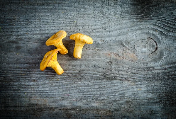 Chanterelles — Photo