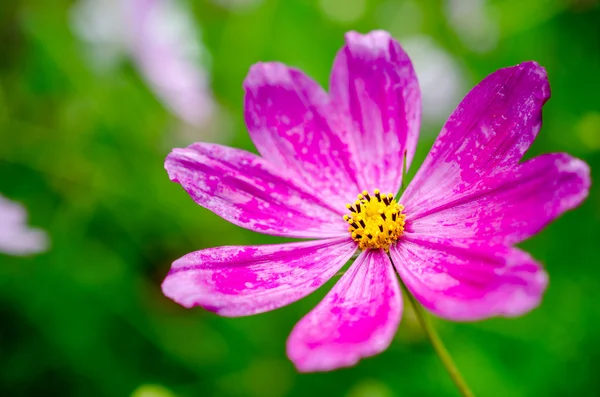 Pink wildflower — Stock Photo, Image