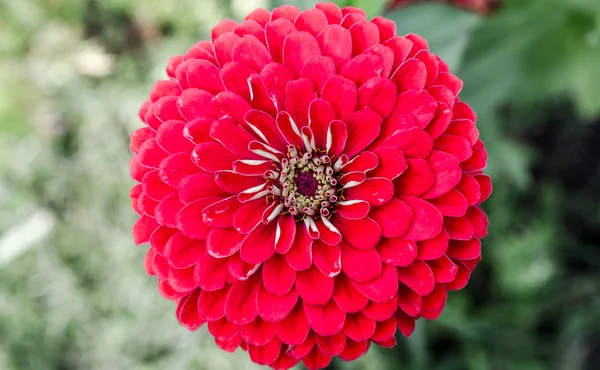 Röd blomma på nära håll — Stockfoto