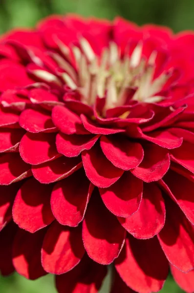 Red flower close up — Stock Photo, Image