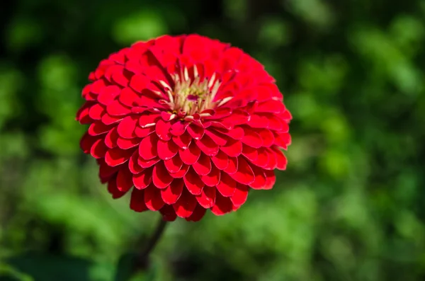 Röd blomma på nära håll — Stockfoto