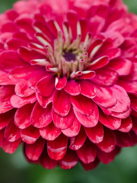 Röd blomma på nära håll — Stockfoto