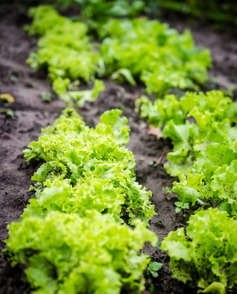 Salat im Garten — Stockfoto