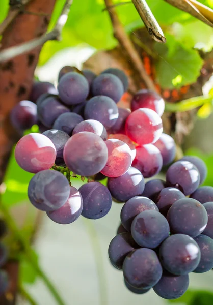 Grapes on a branch — Stock Photo, Image