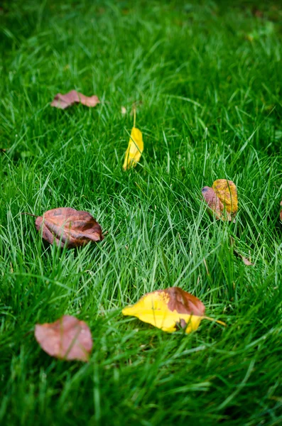 Withered leaves on the green lawn — Stock Photo, Image