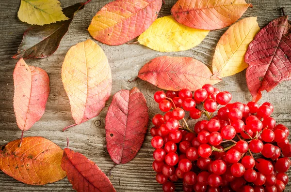 Осенние листья и ягоды — стоковое фото