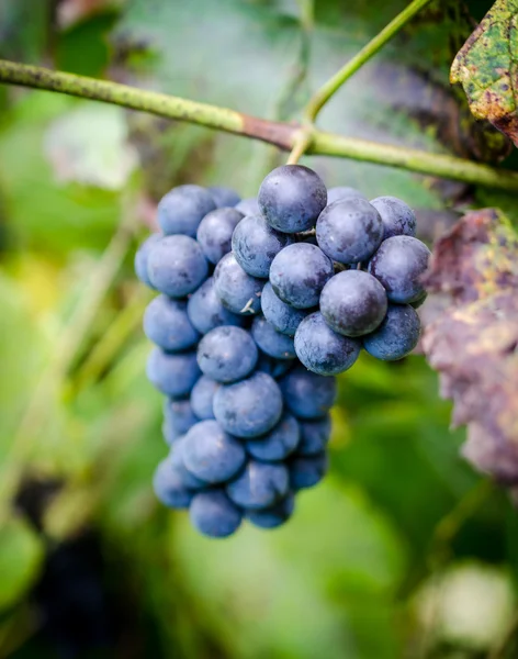 Uvas en una rama — Foto de Stock