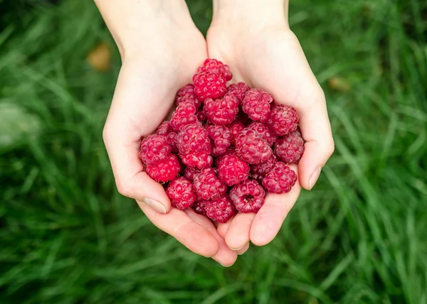 Hands holding raspberries — Stock Photo, Image