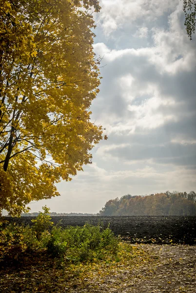 Autumn field — Stock Photo, Image