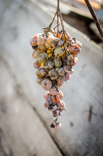 Dry grapes on the branch — Stock Photo, Image