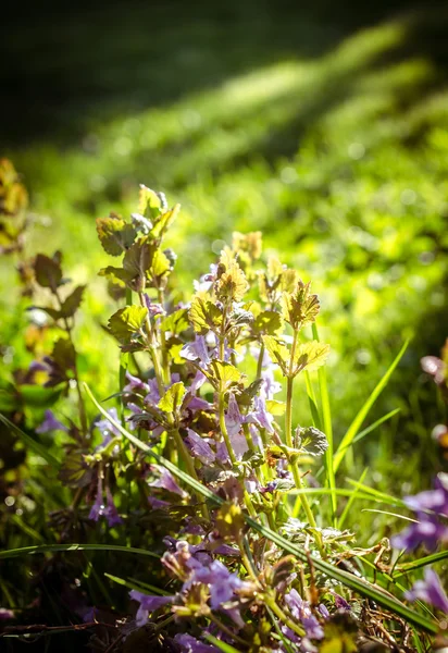 Wildflowers on spring — Stock Photo, Image