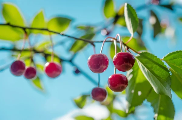 Cerezas Maduras Rama Fondo Del Cielo — Foto de Stock