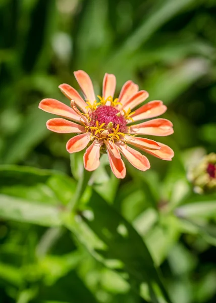 Flor de laranja — Fotografia de Stock