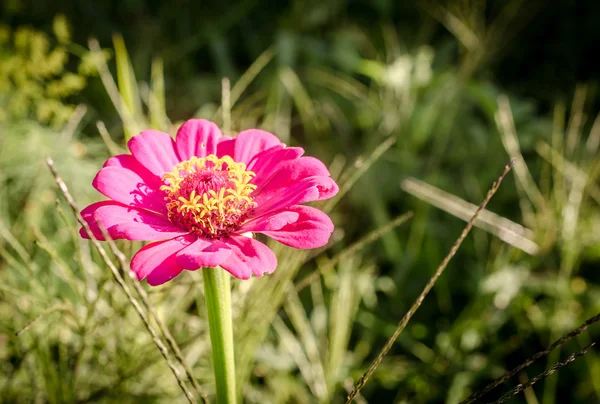 Pink flower in the grass — Stock Photo, Image