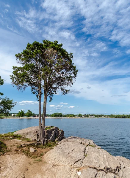 Tree on the coast of Connecticut — Stock Photo, Image