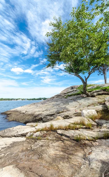 Tree on the coast of Connecticut — Stock Photo, Image