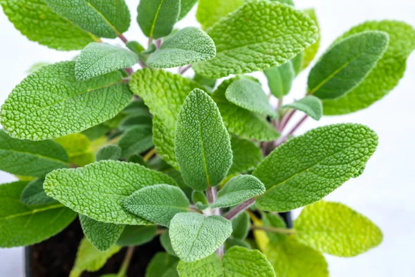 Hojas Salvia Verde Fresca Cerca — Foto de Stock