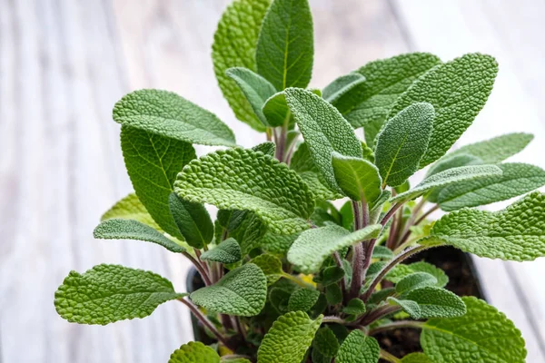 Frische Salbeiblätter Aus Nächster Nähe — Stockfoto