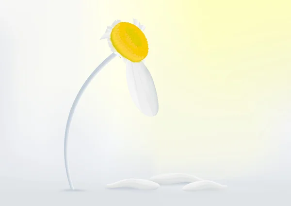Fleur de marguerite avec un pétale — Image vectorielle