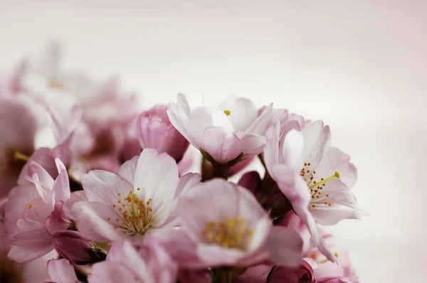 Flores de cerezo — Foto de Stock