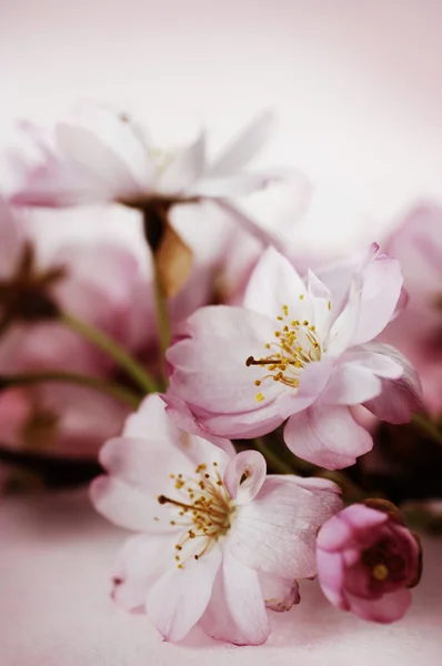 Fiori di ciliegio — Foto Stock