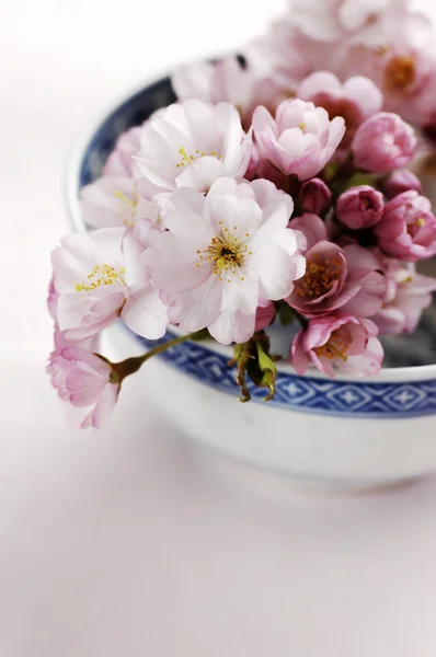 Flores de cerezo — Foto de Stock