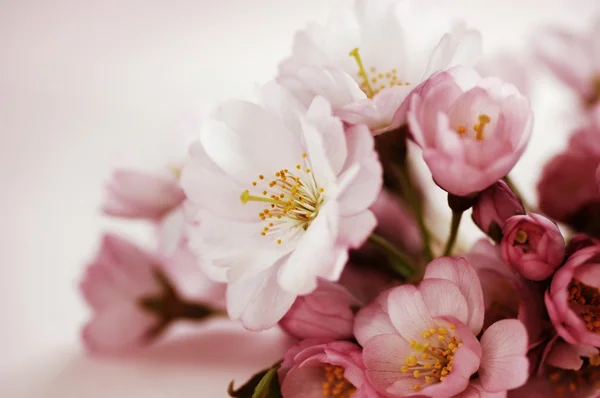 Körsbärsblommor — Stockfoto